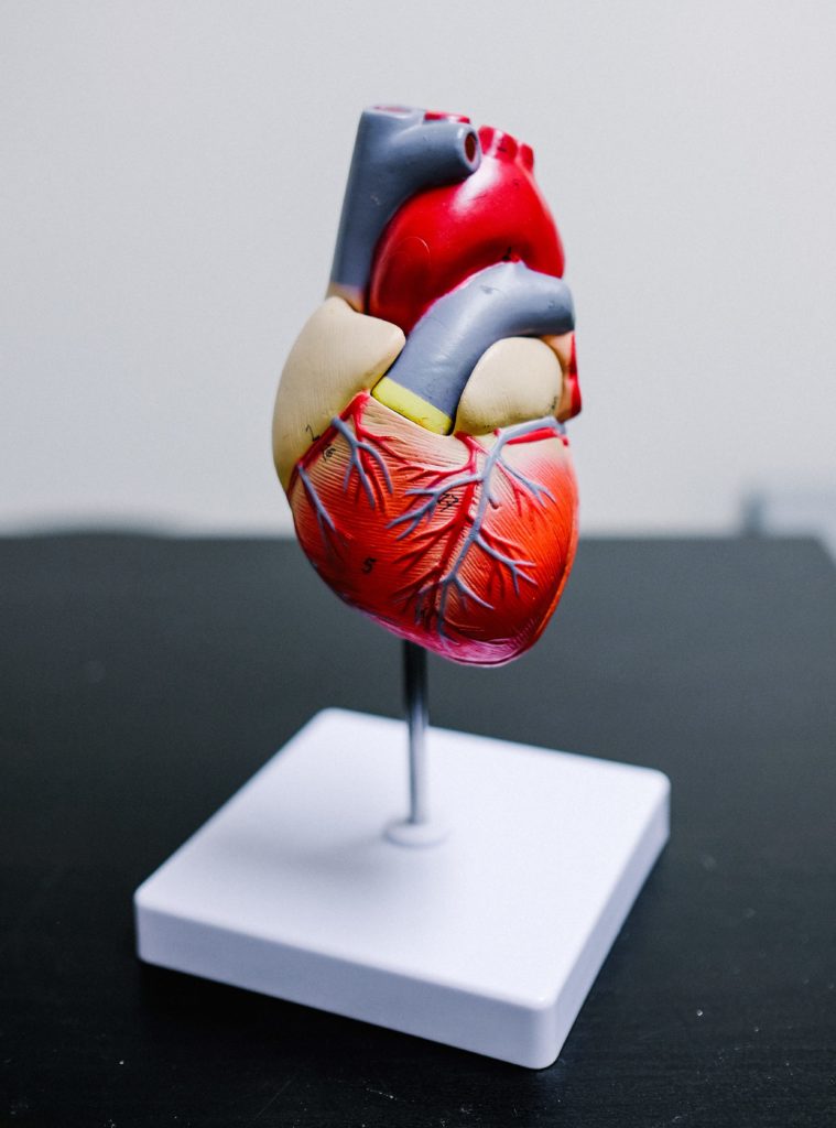 Model of the heart