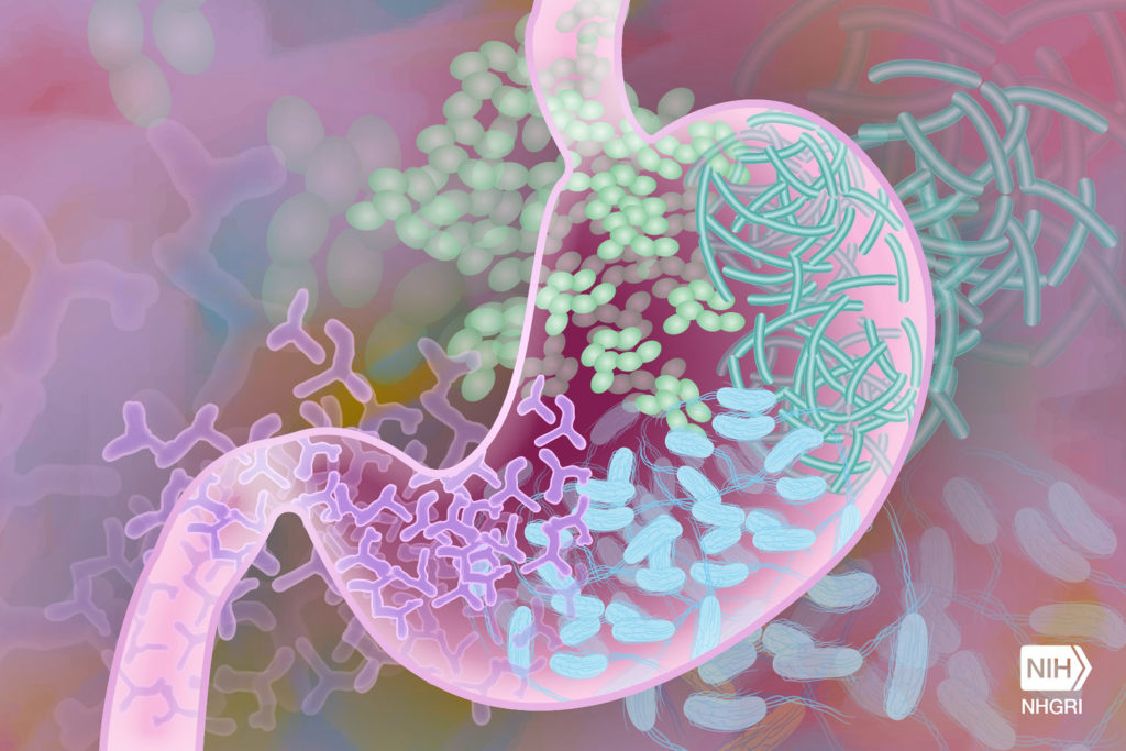 Decorative illustration showing gut microbiome