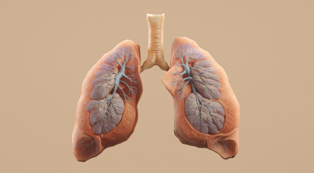model of the lungs