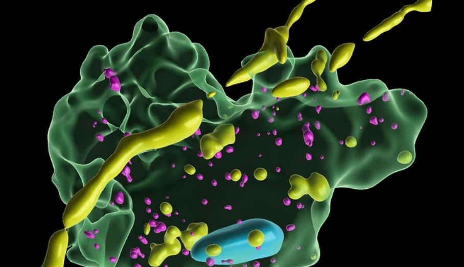 Parkinsons Tofaris alpha synuclein Microglia